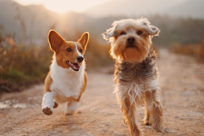Dog Walking Service